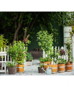 Küferei Kardos Robinienkübel, Rund -Biohort Verkäufe 1709096 1709401 1709443 1709732 1709807 1710037 WE MO 002 Robinienkuebelrund