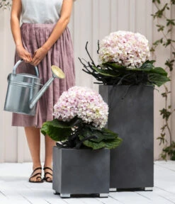 Bauern-Hortensie 'Avantgarde', Blau 7 Bauern-Hortensie 'Avantgarde', Blau -Biohort Verkäufe 20210415 7220155 WE MO 001 HortensieAvantgarde BL08 2022 04