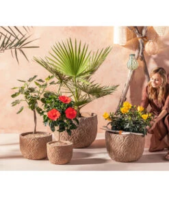 Zimmerhibiskus - Hibiscus Rosa-sinensis, Verschiedene Sorten 13 Zimmerhibiskus - Hibiscus Rosa-sinensis, Verschiedene Sorten -Biohort Verkäufe 20210520 WE MO 001 Orientalisch