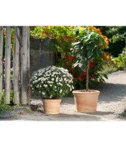 Spang Terrakotta-Topf Toscana, Rund 9 Spang Terrakotta-Topf Toscana, Rund -Biohort Verkäufe 3697612 WE MO 001 TerrakottaTopfToscanaBlumentopf