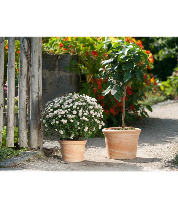 Spang Terrakotta-Topf Toscana, Rund 4 Spang Terrakotta-Topf Toscana, Rund – Bild 2