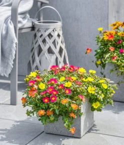 Dehner Polystone-Topf Sydney, Quadratisch, Grau -Biohort Verkäufe 3920998 3921004 4261632 WE MO 002 DehnerPolystoneTopfSydneyquadratischgrau