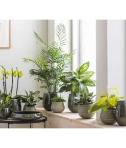 Dehner Keramik-Vase Linn, Bauchig, Dunkelgrün 6 Dehner Keramik-Vase Linn, Bauchig, Dunkelgrün -Biohort Verkäufe 4100160 WE MO 001 SerieLinnGruenStruktur12cm