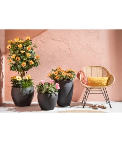 Zimmerhibiskus - Hibiscus Rosa-sinensis, Verschiedene Sorten 14 Zimmerhibiskus - Hibiscus Rosa-sinensis, Verschiedene Sorten -Biohort Verkäufe 4319398 PR MO 001 KunststoffTopfSchwarz