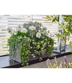 Dehner Leichtbeton-Kasten Rock, Rechteckig, Grau 7 Dehner Leichtbeton-Kasten Rock, Rechteckig, Grau -Biohort Verkäufe 5157607 5157615 WE MO 001 DehnerLeichtbetonKastenrockgrau