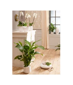 Dehner Keramik-Schale Lustrinado, Bauchig, Weiß 5 Dehner Keramik-Schale Lustrinado, Bauchig, Weiß -Biohort Verkäufe 5174586 PR MO 001 ExklusivSerieLustrinadoWeiss