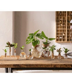 Waterplant Balsamapfel Im Kugelglas - Clusia Rosea 'Princess', Mit LED -Biohort Verkäufe 6125066 WE MO 001 WaterPlants