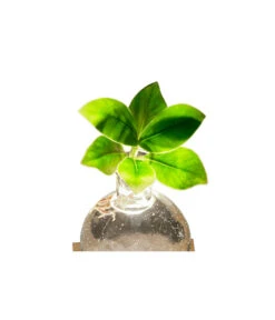 Waterplant Balsamapfel Im Kugelglas - Clusia Rosea 'Princess', Mit LED -Biohort Verkäufe 6125074 WE DE 001 WaterPlantlusia7cmmitLicht