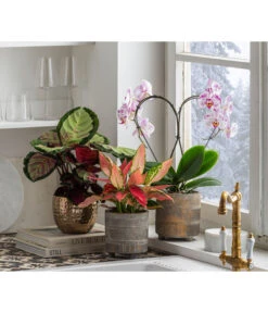 Dehner Beton-Übertopf Nola, Rund, Grau-kupfer 13 Dehner Beton-Übertopf Nola, Rund, Grau-kupfer -Biohort Verkäufe 6732499 6732929 6784912 WE MO 001 TopfNolaGold