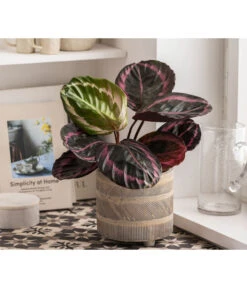 Dehner Beton-Übertopf Nola, Rund, Grau-kupfer 12 Dehner Beton-Übertopf Nola, Rund, Grau-kupfer -Biohort Verkäufe 6732499 WE MO 004 TopfNolaGold