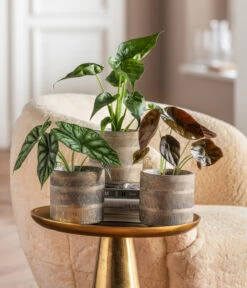 Dehner Beton-Übertopf Nola, Rund, Grau-kupfer 10 Dehner Beton-Übertopf Nola, Rund, Grau-kupfer -Biohort Verkäufe 6732515 WE MO 001 GlamourPaketNola