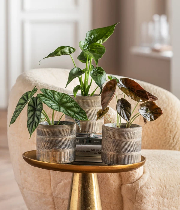 Dehner Beton-Übertopf Nola, Rund, Grau-kupfer 5 Dehner Beton-Übertopf Nola, Rund, Grau-kupfer – Bild 3