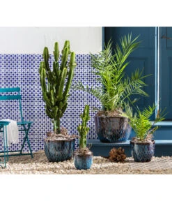 Biohort Verkäufe -Biohort Verkäufe 6762538 8649625 8608705 WE MO 001 KeramikTopfRawa Wolfsmilch Dattelpalme