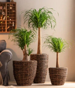 Dehner Holz-Korb Akira, Rund, Braun 7 Dehner Holz-Korb Akira, Rund, Braun -Biohort Verkäufe 6788533 6788400 6788442 6788426 WE MO 001 TopfAkiraBraun