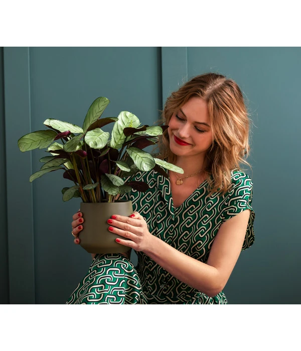 Korbmarante - Ctenanthe Burle-marxii 4 Korbmarante - Ctenanthe Burle-marxii – Bild 2