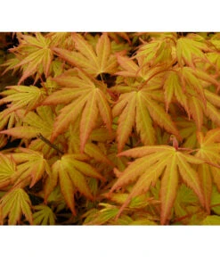 Fächerahorn 'Orange Dream' 7 Fächerahorn 'Orange Dream' -Biohort Verkäufe 7007016 WE DE 002 AcerAhornOrangeDreamAllgreen