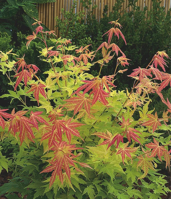 Fächerahorn 'Orange Dream' 4 Fächerahorn 'Orange Dream' – Bild 2