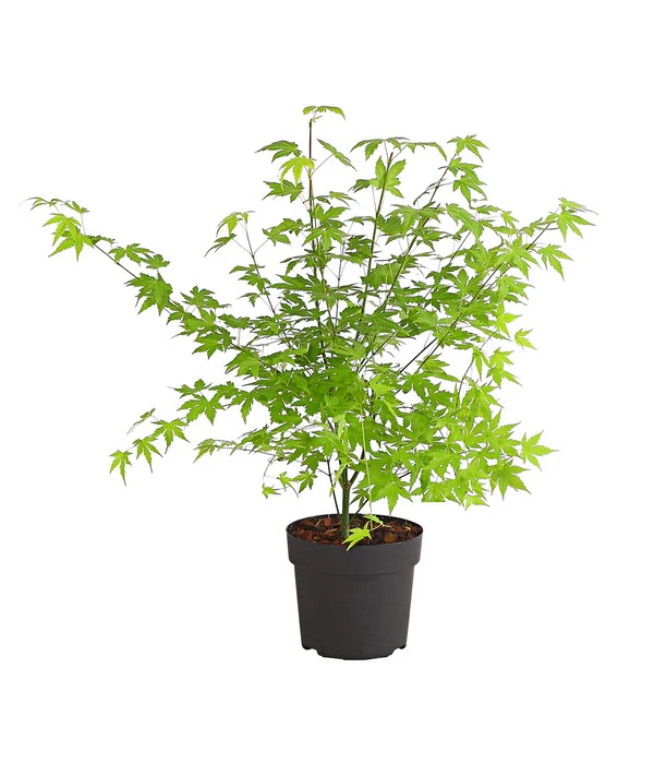 Fächerahorn 'Orange Dream' 3 Fächerahorn 'Orange Dream'