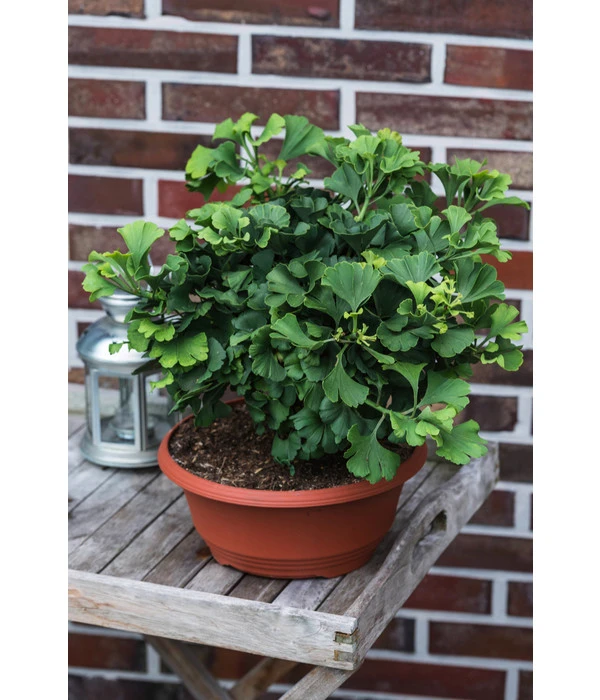 Ginkgobaum - Fächerblattbaum 'Marijke' 5 Ginkgobaum - Fächerblattbaum 'Marijke' – Bild 3