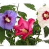 Hibiskus-Trio - Garten-Eibisch -Biohort Verkäufe 7213630 WE DE 001 HibiscusTrioGartenhibiskusDreifarbig