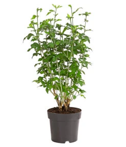 Hibiskus-Trio - Garten-Eibisch -Biohort Verkäufe 7213630 WE FS 001 HibiscusSyriacusDreifarbigHibiskus3LDehnerExpressHerzig