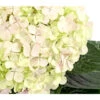 Bauern-Hortensie 'Avantgarde' 2 Bauern-Hortensie 'Avantgarde' -Biohort Verkäufe 7220148 WE DE 002 HydrangeaMacrophyllaAvantgardeHortensie5LDehnerExpressHerzig