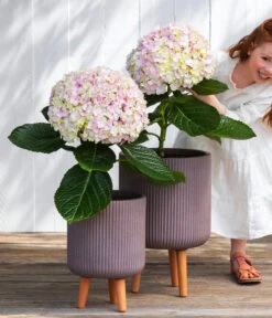 Bauern-Hortensie 'Avantgarde' -Biohort Verkäufe 7220148 WE MO 001 HortensieAvantgard5L