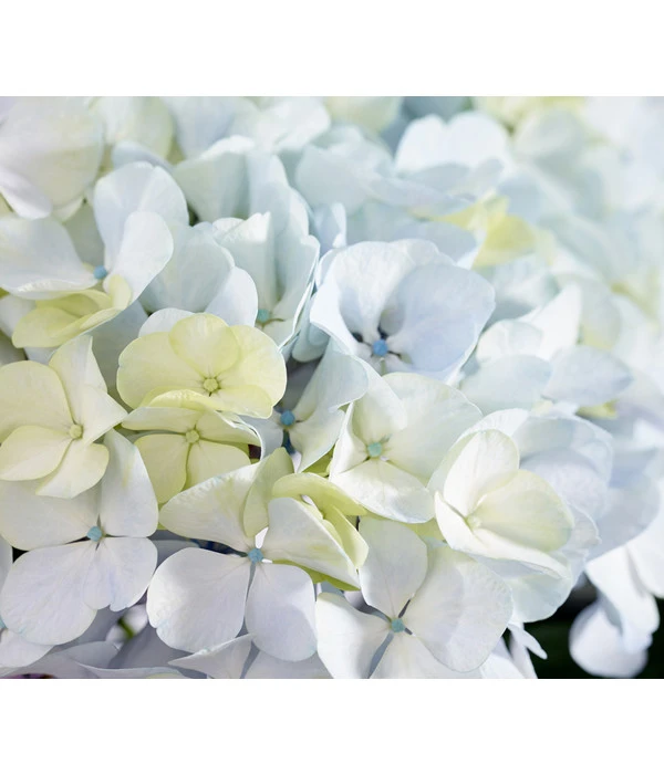 Bauern-Hortensie 'Avantgarde', Blau 3 Bauern-Hortensie 'Avantgarde', Blau
