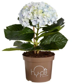 Bauern-Hortensie 'Avantgarde', Blau 6 Bauern-Hortensie 'Avantgarde', Blau -Biohort Verkäufe 7220155 WE FS 001 HydrangeaMacrophyllaAvantgardeBlauHortensie5LDehnerExpressZS