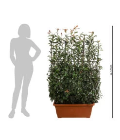 Purpur-Glanzmispel 'Glanzkopf', Ca. 170 Cm 8 Purpur-Glanzmispel 'Glanzkopf', Ca. 170 Cm -Biohort Verkäufe 7305329 WE BG 002 PurpurGlanzmispelGlanzkopf170