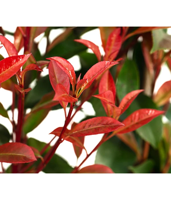 Purpur-Glanzmispel 'Glanzkopf', Ca. 170 Cm 6 Purpur-Glanzmispel 'Glanzkopf', Ca. 170 Cm – Bild 4