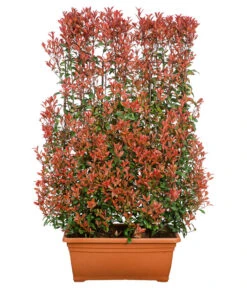 Purpur-Glanzmispel 'Glanzkopf', Ca. 170 Cm 7 Purpur-Glanzmispel 'Glanzkopf', Ca. 170 Cm -Biohort Verkäufe 7305329 WE FS 001 PupurGlazmispel