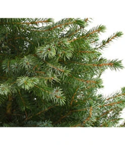 Biohort Verkäufe -Biohort Verkäufe 7315864 WE DE 001 PiceaOmorikaSerbischeFichteContainer4LiterDehnerExpressHerzig