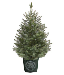 Biohort Verkäufe 19 Serbische Fichte, Ca. 70-80 Cm, Im Topf Gewachsen