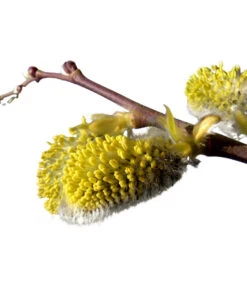 Kätzchen-Weide - Nordische Bäumchen-Weide -Biohort Verkäufe 7464571 BildD 001 KaetzchenWeideNordischeBaeumchenWeideSalixArbusculaSt