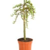 Kätzchen-Weide - Nordische Bäumchen-Weide -Biohort Verkäufe 7464571 WE FS 001 SalixWeideArbusculaStamm40cm13CDehnerExpressHerzig