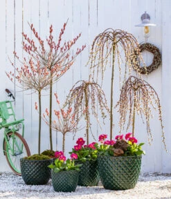 Dehner Keramik-Topf Elite -Biohort Verkäufe 7464738 8816498 6705461 WE MO 001 KaetzchenweideStaengelprimelTopfElite