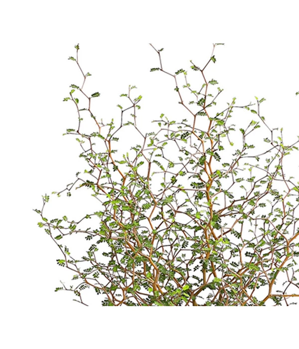 Schnurbaum 'Little Baby' 4 Schnurbaum 'Little Baby' – Bild 2