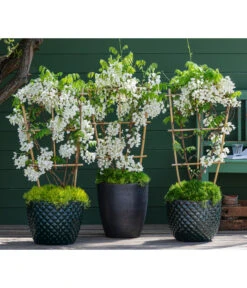 Dehner Keramik-Topf Elite -Biohort Verkäufe 7542905 8007429 6705461 WE MO 001 WisteriaWeiss