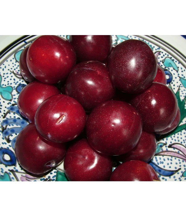 Aprikosen-Kirsche 'Aprikyra®' 4 Aprikosen-Kirsche 'Aprikyra®' – Bild 2