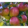 Herbstapfel 'Braeburn' -Biohort Verkäufe 7618531 WE DE 001 ApfelbaumMalusBraeburnApfel