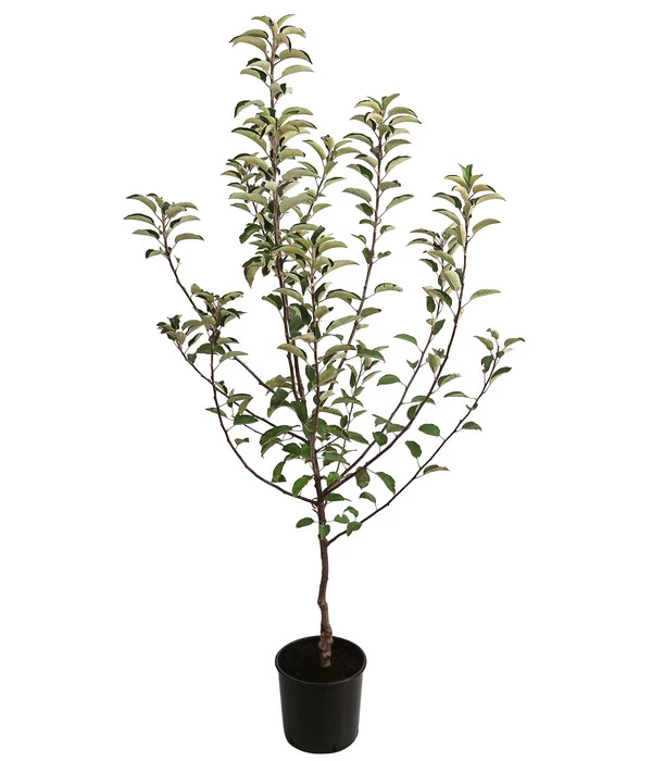 Herbstapfel 'Braeburn' 4 Herbstapfel 'Braeburn' – Bild 2