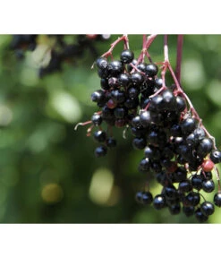 Holunder 'Black Tower' 7 Holunder 'Black Tower' -Biohort Verkäufe 7662810 PR MO 002 HolunderBlackTower