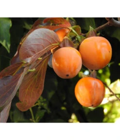 Dehner Kaki 'Rojo Brillante' - Kaki-Pflaume 'Rojo Brillante' -Biohort Verkäufe 7693377 WE DE 005 KakiDiospyrosKakipflaumeRojoBrillante Pixabay