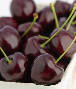 Süßkirschen-Duo 'Kordia/Burlat' -Biohort Verkäufe 7703143 PR DE 001 KirscheKordiaDehnerExpressZS