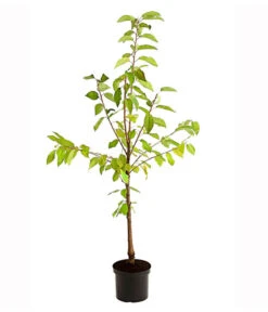 Süßkirschen-Duo 'Kordia/Burlat' -Biohort Verkäufe 7703234 PR FS 001 KirschenDuoKordiaBurlat95LiterDehnerExpressHerzig