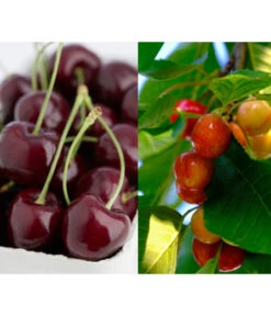 Biohort Verkäufe 16 Kirschen-Duo 'Regina/Napoleon'