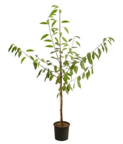 Biohort Verkäufe -Biohort Verkäufe 7738792 WE FS 001 PrunusKirscheDuoReginaNapoleon