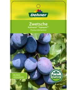 Zwetschge 'Kulinaria-Toptaste' -Biohort Verkäufe 7763881 ZwetscheKulinariaToptaste Etikett 1