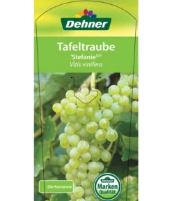 Tafeltraube 'Stefanie' 8 Tafeltraube 'Stefanie' -Biohort Verkäufe 7773278 TafeltraubeStefanie Etikett 1